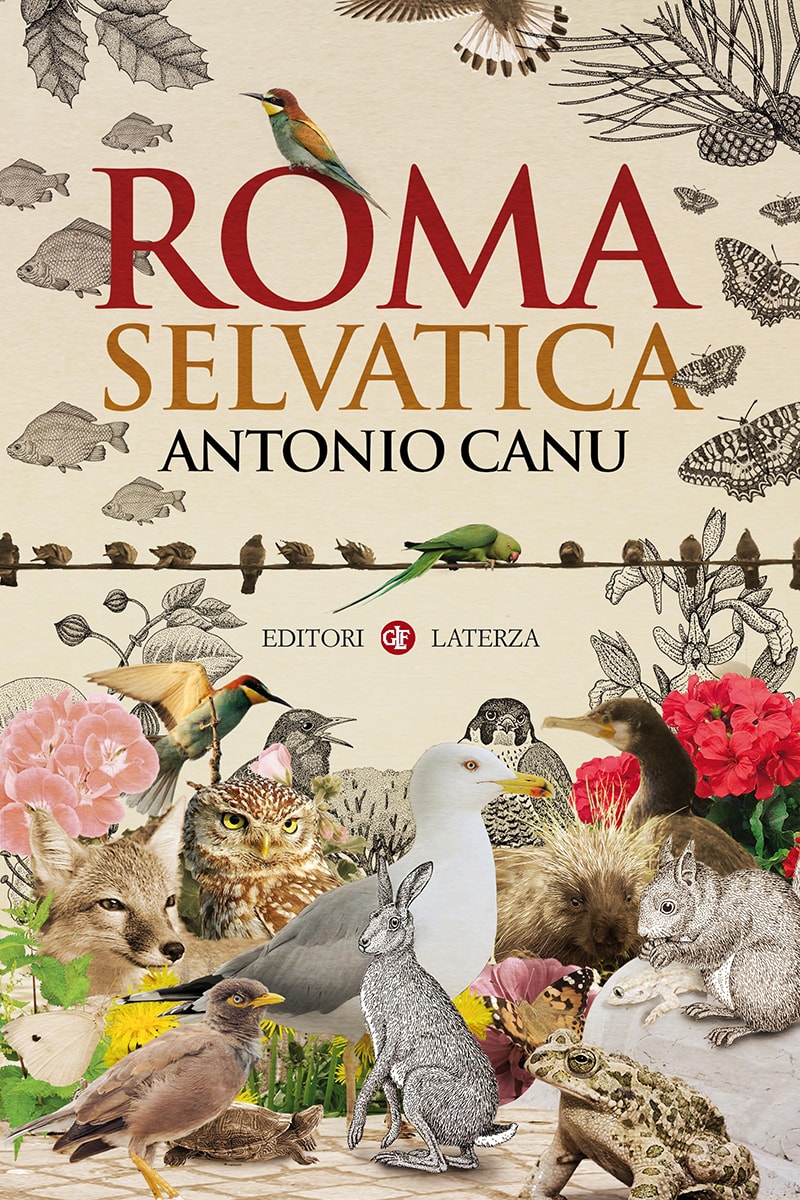 Roma selvatica